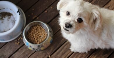 Photo Dog food