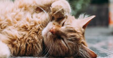 Photo best cat food for cats