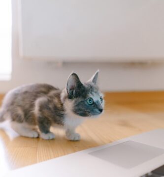 Photo mouse for cat