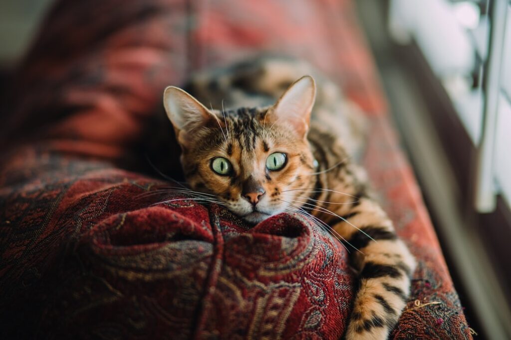 Photo cat exercise wheels