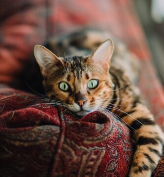 Photo cat exercise wheels