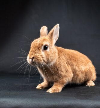 Photo lionhead bunnies