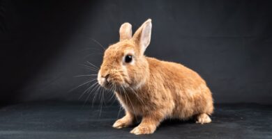 Photo lionhead bunnies