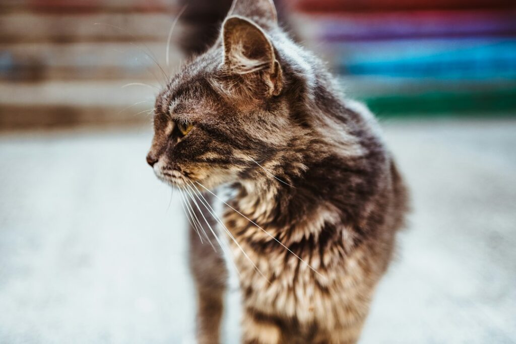 Photo cat veterinary