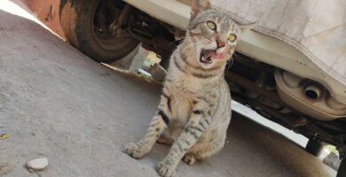 Photo cat eating dog food