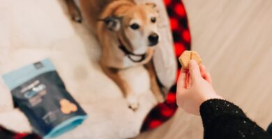 Photo dog treats