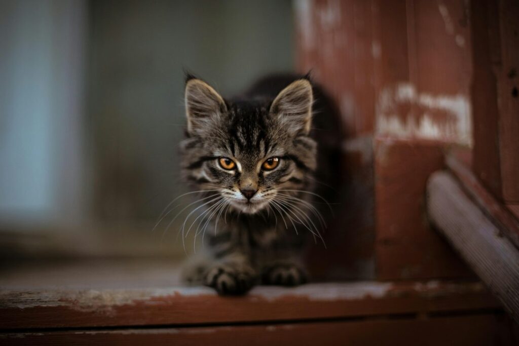 Photo british shorthair kitten