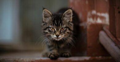 Photo british shorthair kitten