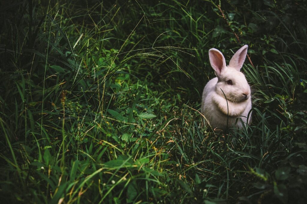 Photo lop eared bunny