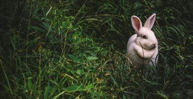 Photo lop eared bunny