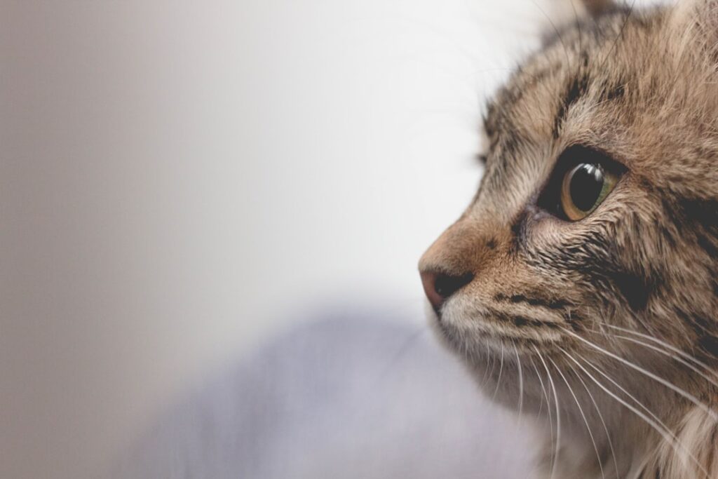 Photo cat vomiting after eating