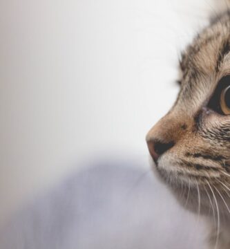 Photo cat vomiting after eating