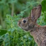 Photo floppy eared bunny