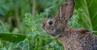 Photo floppy eared bunny