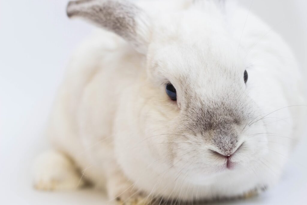 Photo bunny adoption