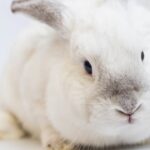 Photo bunny adoption