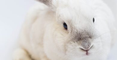 Photo bunny adoption