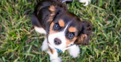 Photo puppy birthday cake