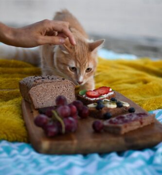 Photo Cat food