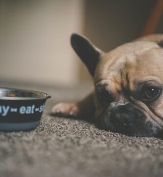 Photo Dog bowl