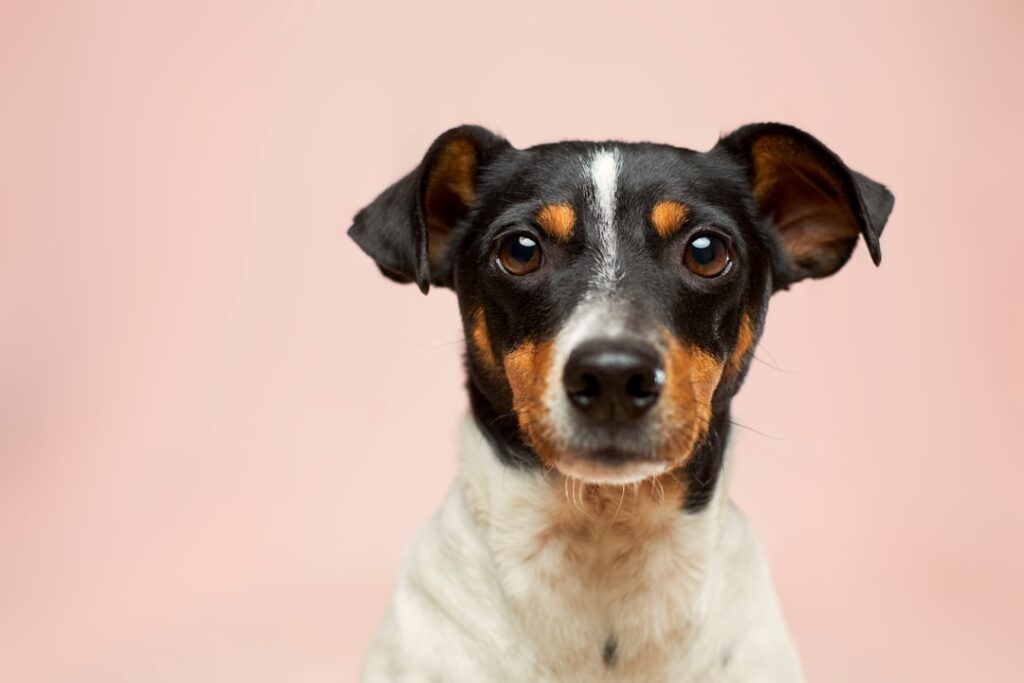 Photo Image: Dog eating Nouns: Dog, food, bowl, dispenser