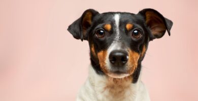 Photo Image: Dog eating Nouns: Dog, food, bowl, dispenser