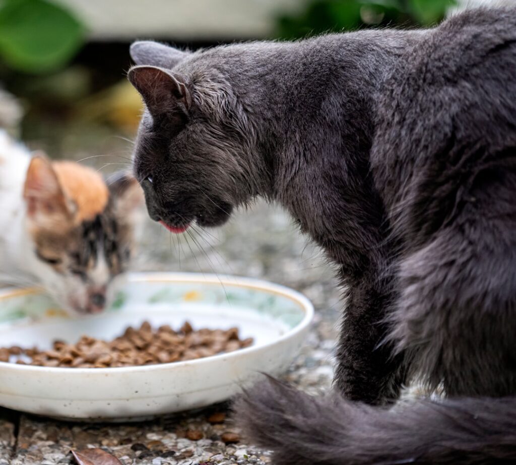 Photo Cat, food