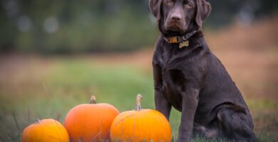 Photo Pumpkin, Dog