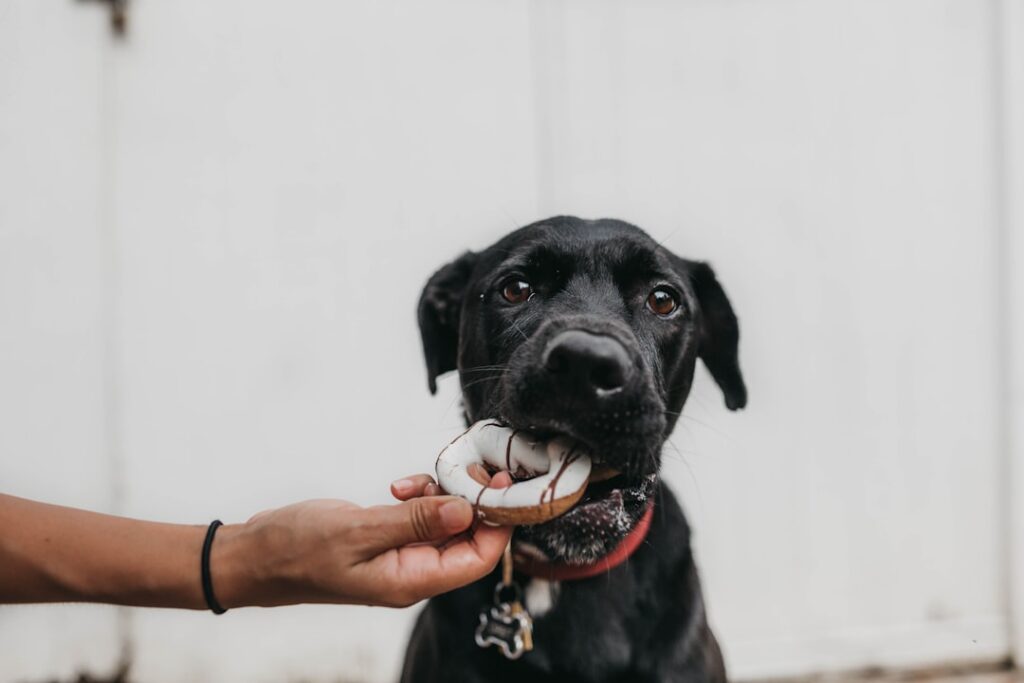 Photo Dogs eating