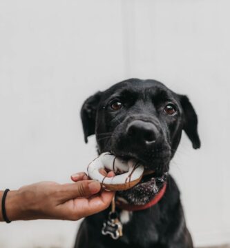 Photo Dogs eating