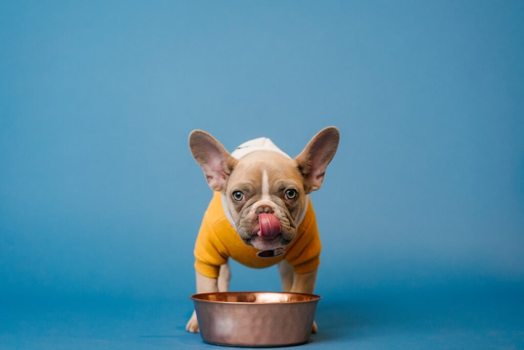 Photo Dog bowl