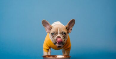 Photo Dog bowl