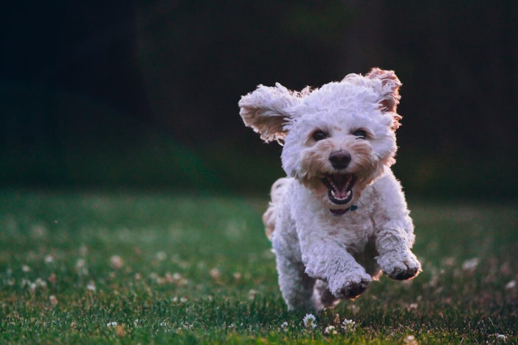 Photo Dog balancing