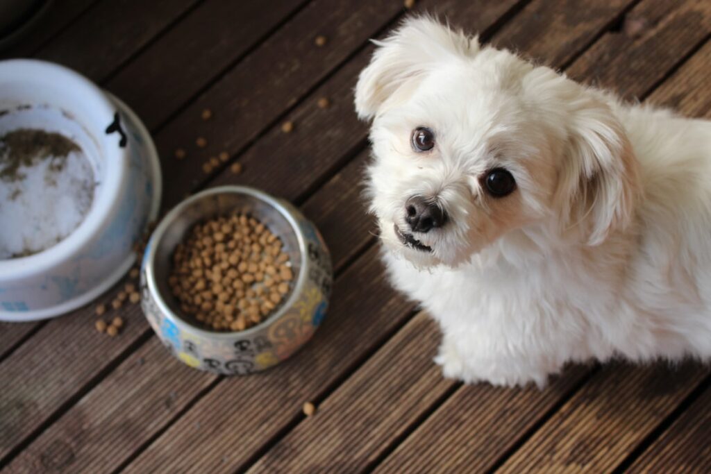 Photo Dog food