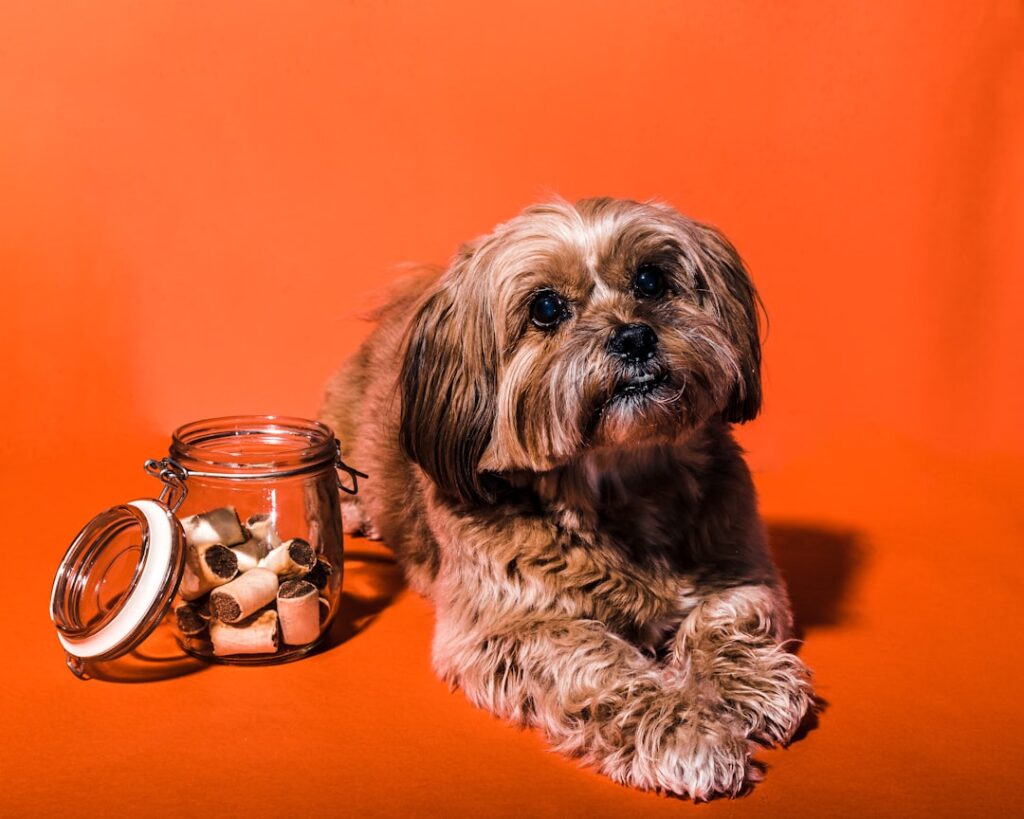 Photo Dog treats