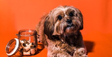 Photo Dog treats